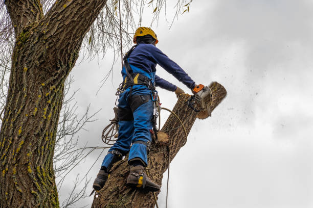 Best Emergency Tree Removal  in Fivepointville, PA