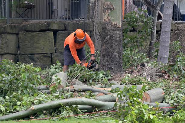 Why Choose Our Tree Removal Services in Fivepointville, PA?